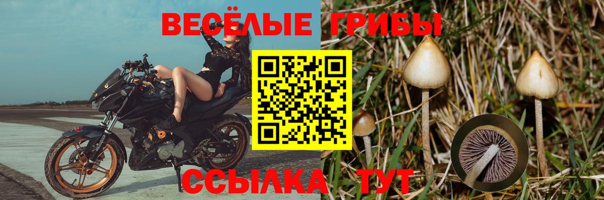 Псилоцибиновые грибы Psilocybe Куйбышев